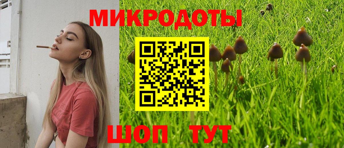 Псилоцибиновые грибы Psilocybe Майский